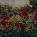 Como Cuidar do Seu Jardim em Cada Estação