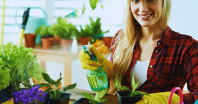 plantas que refrescam ambientes internos